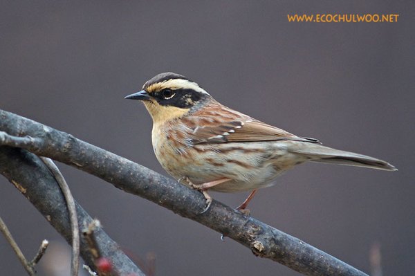멧종다리