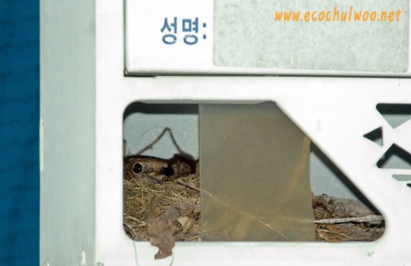 딱새