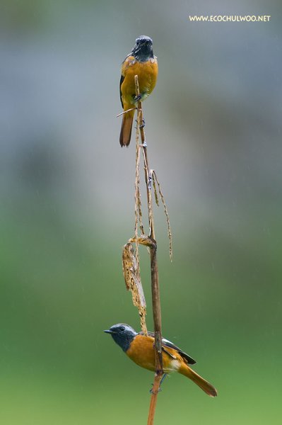 딱새