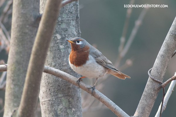 검은목지빠귀(붉은목지빠귀)