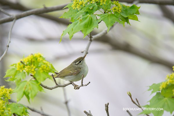 산솔새