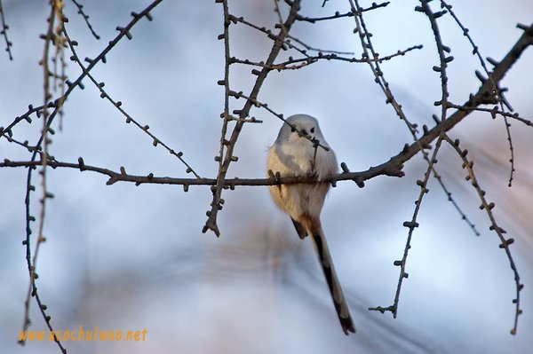 오목눈이(흰머리오목눈이)