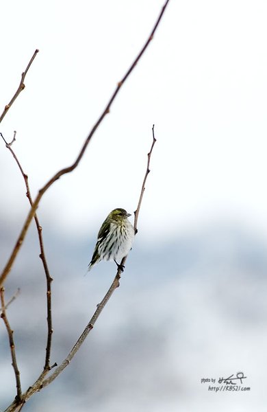 검은머리방울새