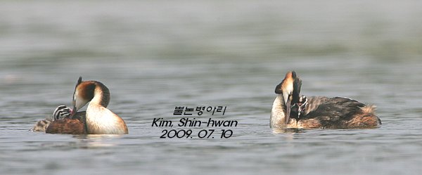 뿔논병아리