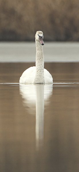 혹고니