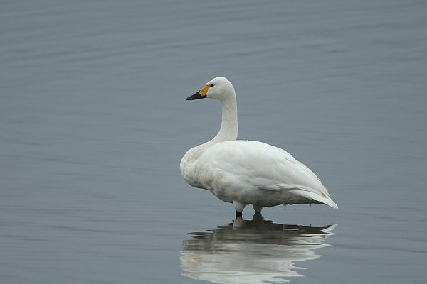 고니