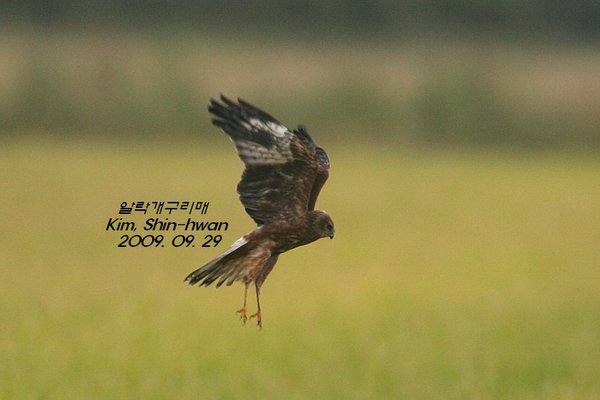 알락개구리매