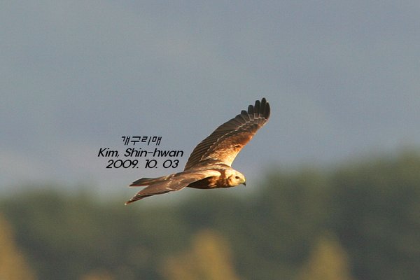 개구리매