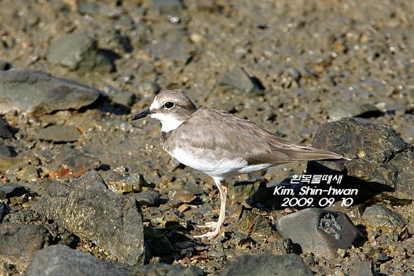 흰목물떼새
