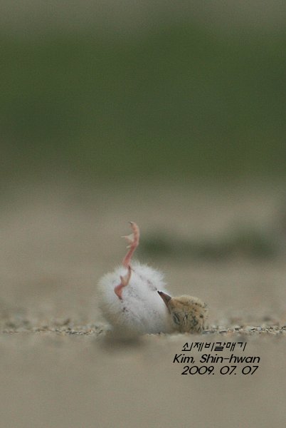 쇠제비갈매기