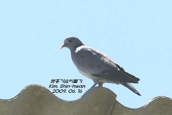 분홍가슴비둘기