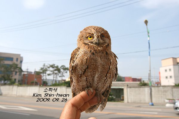 소쩍새