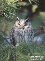 칡부엉이