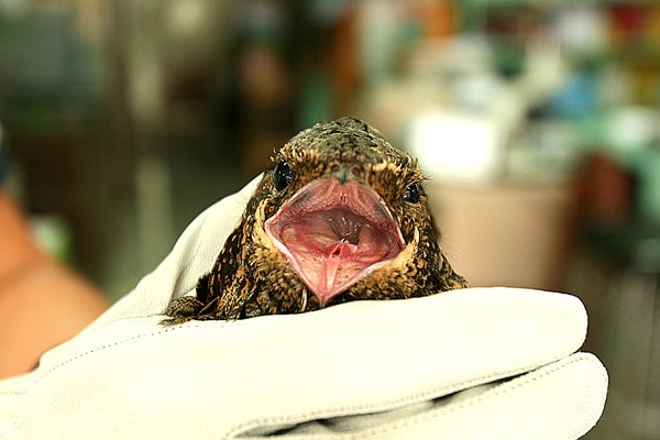 쏙독새