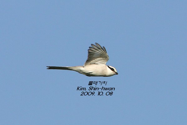 물때까치