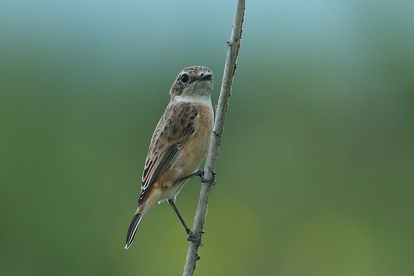 검은딱새