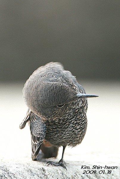 바다직박구리