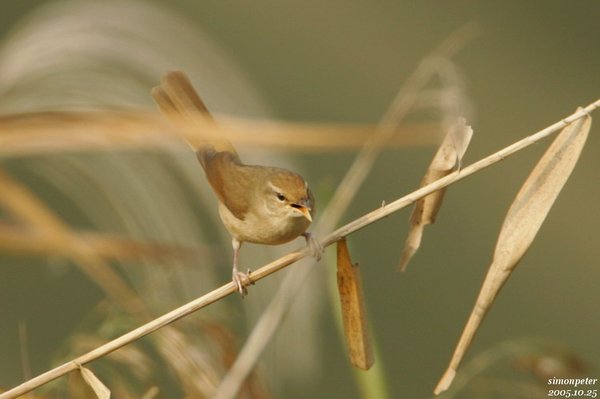 휘파람새