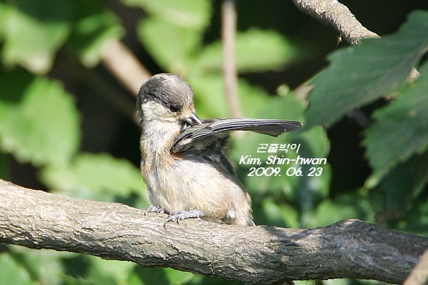 곤줄박이(유조)