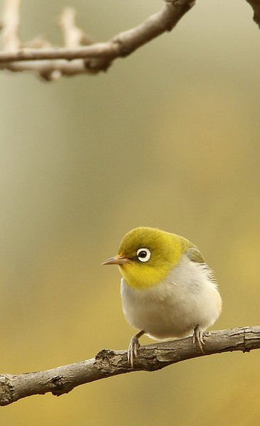 한국동박새