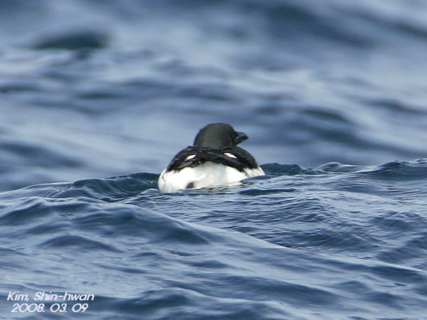 큰부리바다오리(Thick billed Murre)