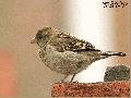 House Sparrow(집...