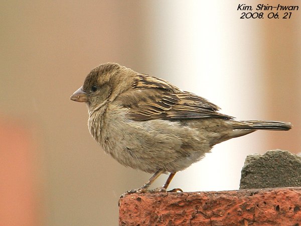House Sparrow(집참새)