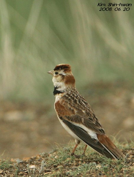 Mongolian Lark