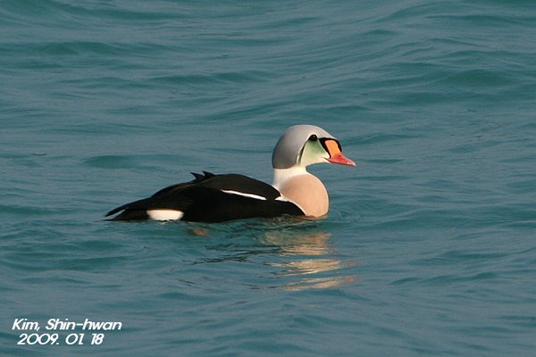 미등록(미기록)King eider