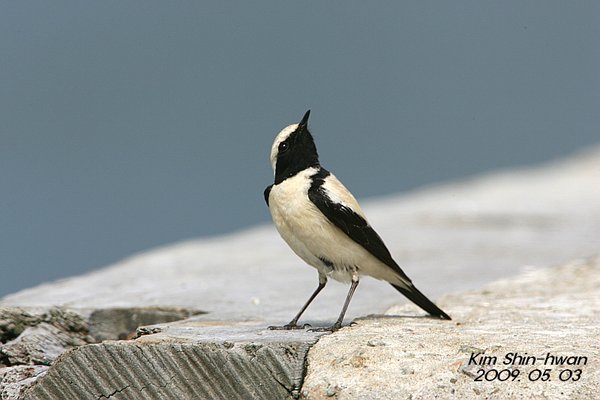 미등록(미기록)검은꼬리사막딱새(Desert Wheatear)