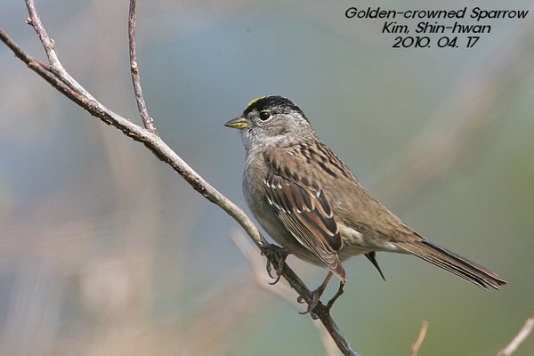 미등록(미기록)Golden-crowned Sparrow
