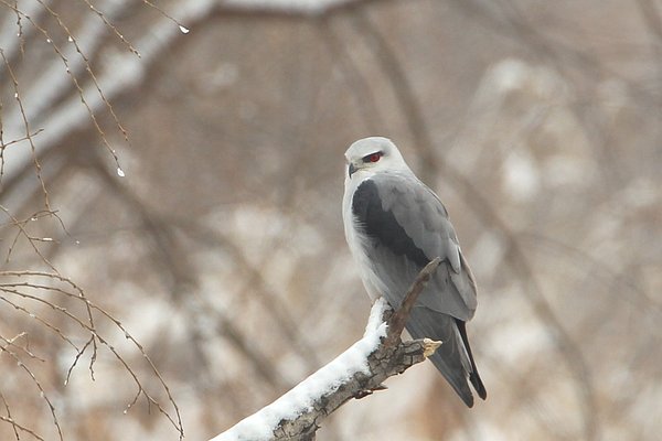 미등록(미기록)Back-winged kite