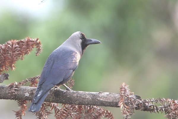 미등록(미기록)종House Crow