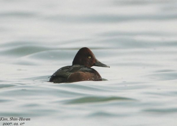 미등록(미기록)Ferrugious Duck