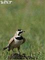 Horned Lark