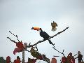Toco Toucan