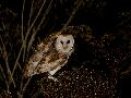 BARN OWL