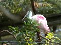 ROSEATE SPOONBILL