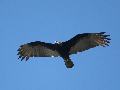 TURKEY VULTURE