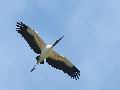WOOD STORK