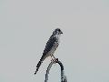 AMERICAN KESTREL