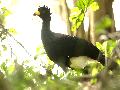 BARE-FACED CURASSOW