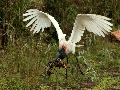 JABIRU