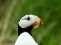 Horned Puffin