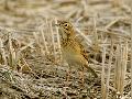 쇠밭종다리로 동정...