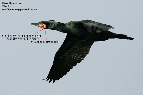 민물가마우지
