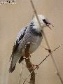 Silky Starling(Re...