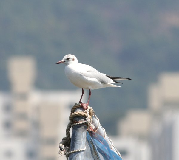 붉은부리갈매기