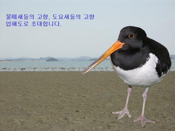 검은머리물떼새