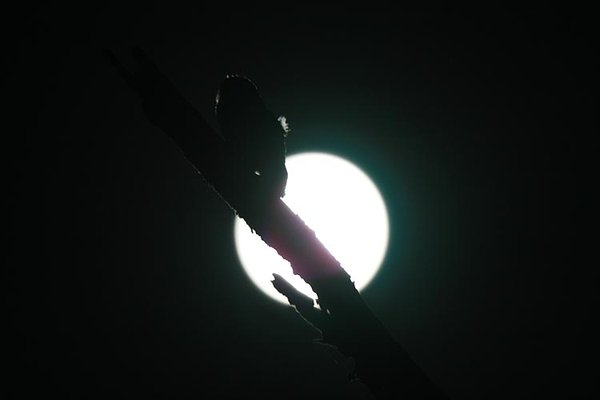 솔부엉이(2)